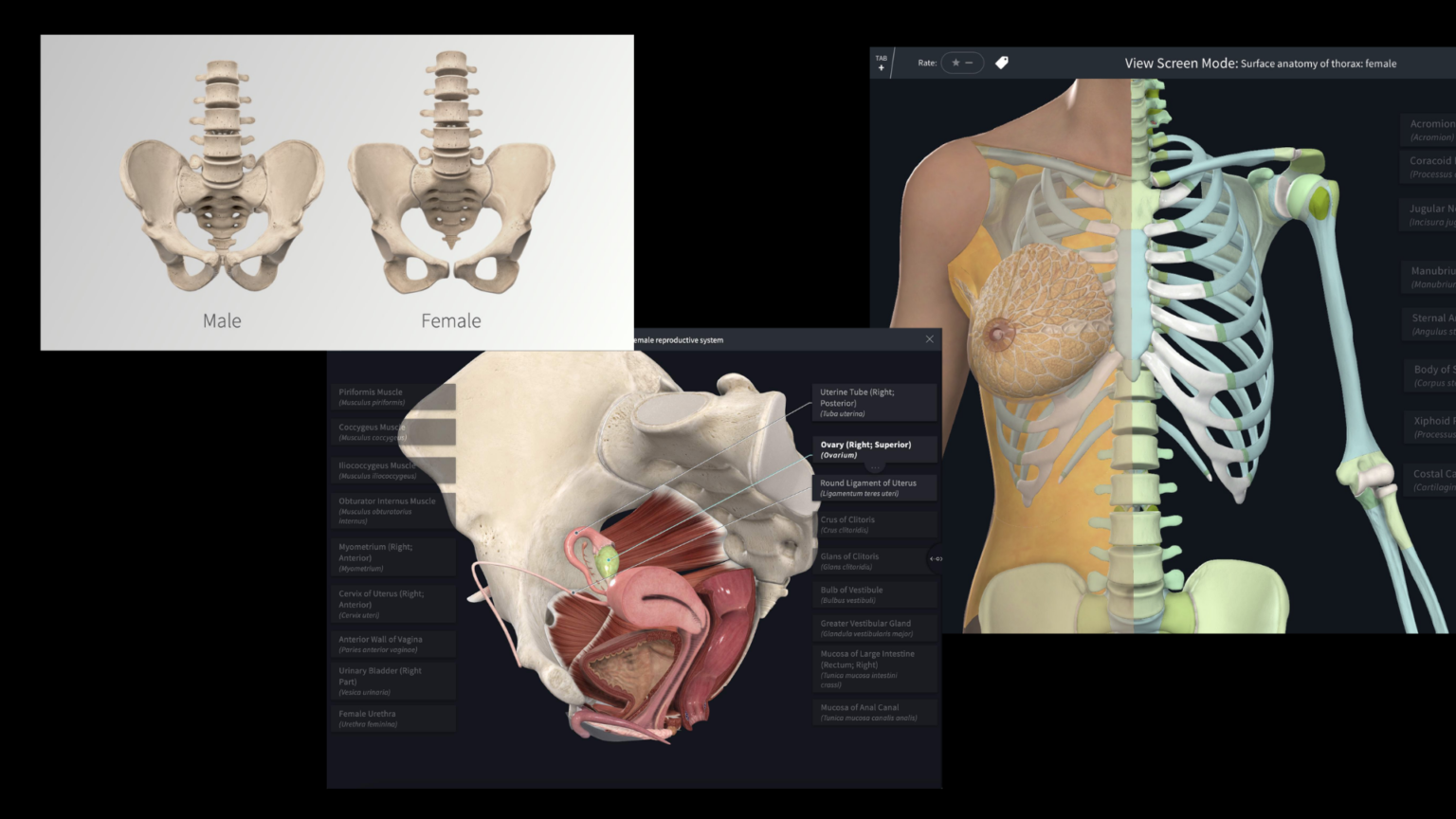 New Female Model Available in Complete Anatomy | Lane Library Blog