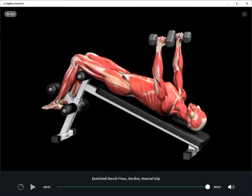 Screenshot from weight lifting video of anatomical model lifting dumbbells while laying on reclined bench