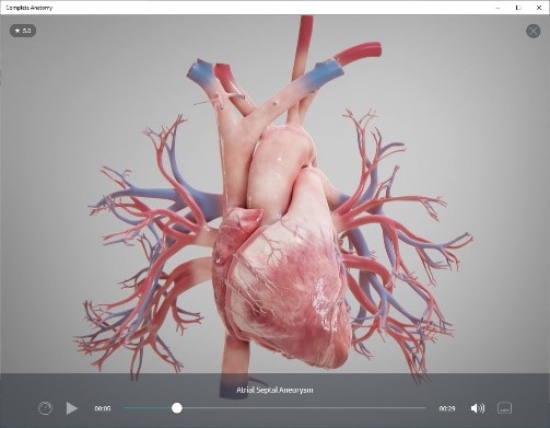 anatomical model of the heart