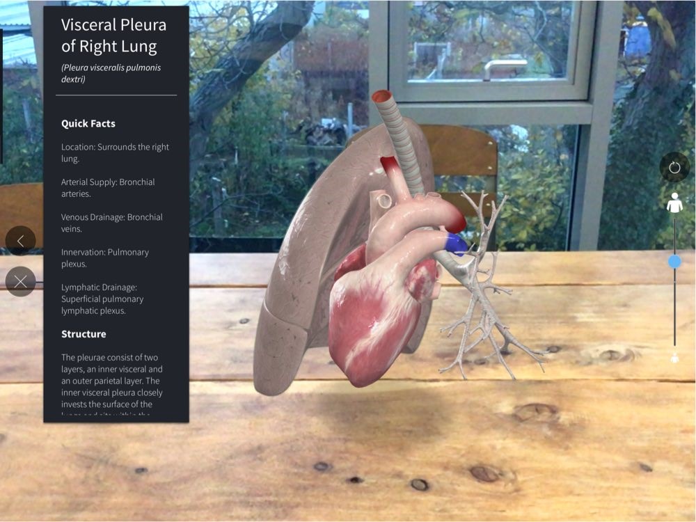 model of heart and lung on a table with a window in the background demonstrating the augmented reality feature of complete anatomy