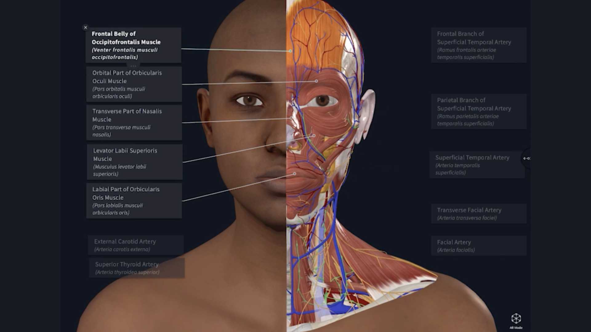 screenshot of anatomical model a female with half of her face showing underlying anatomical structures
