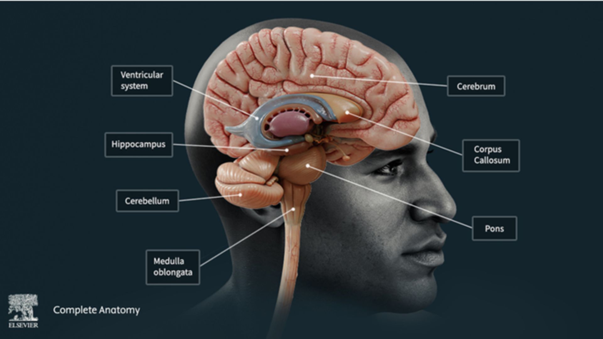 Image of the brain the complete anatomy