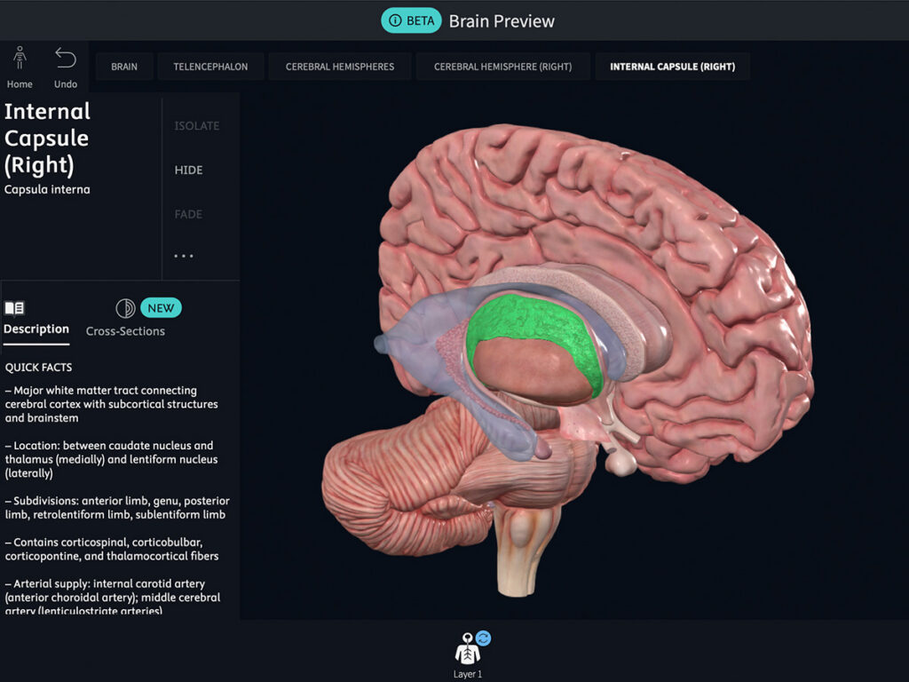 View to the Complete Anatomy brain beta
